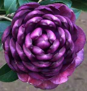 树苗金茶花四季盆栽花卉凹脉黄樽带花苞名贵好养山茶花268人付款22