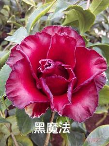 黑魔法茶花树苗稀有茶花|花开红的发黑绿植茶花盆栽庭院