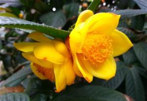 黄抱茎金花茶 叶子巨大光亮又叫航空母舰金花茶绿植盆栽花卉