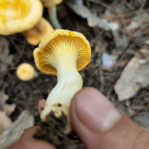 湖北深山野生黄丝菌新鲜蘑菇山珍鸡油菌食用菌杏黄菇500g顺丰包邮