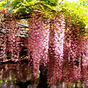 阿知粉色日本长穗嫁接高杆紫藤花丰花地栽爬藤攀爬植物庭院长廊架