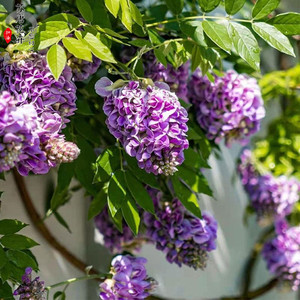 紫水晶瀑布欧系品种多季节开花嫁接高杆紫藤花盆景爬藤庭院长廊用