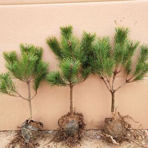 日本五针松小苗短针叶五针松盆景小苗五针松树苗大阪松盆景苗包邮