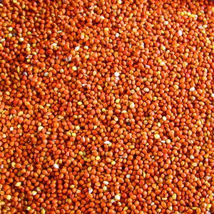 红粘谷,老品种做药引子用,红粘谷是糯米类不是红谷子