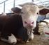 百嘎拉养殖专业合作社自产自售绿色牛肉店