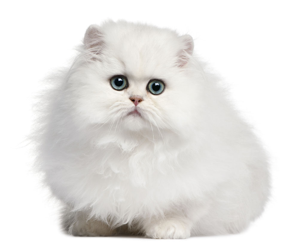壁纸 动物 猫 猫咪 小猫 桌面 1000_820