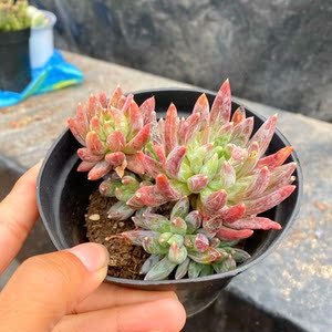 花巷多肉园艺大棚 蓝黛莲木质化老桩暗纹系大群生造型桩一物一拍