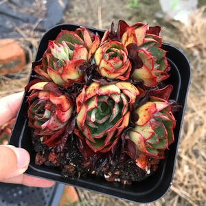 花巷多肉园艺大棚 央金大老桩大群生捧花红色血斑好养一物一拍