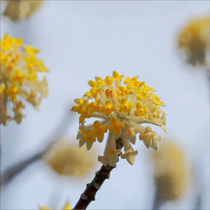 结香花苗梦花树苗金腰带打结花梦冬花浓香花卉庭院植物盆栽绿化苗