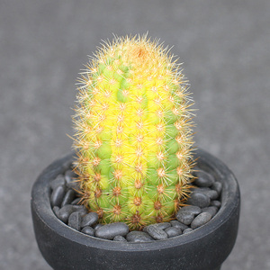 植物员外 黄金柱锦一物一拍 稀有仙人柱仙人球多肉植物组合盆栽