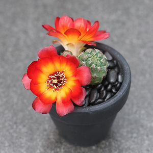 植物员外 圆瓣火焰复色沟宝山一物一拍 仙人球多肉植物组合盆栽