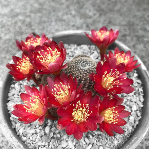 植物员外 深红宝山群生一物一拍 群花红花仙人球沟宝山子孙球多肉