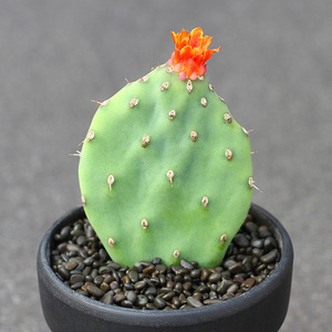 植物员外 情人团扇 开红花仙人掌 防辐射花卉绿植盆栽多肉植物