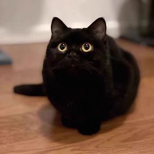 黑猫幼猫纯种孟买猫幼崽拿破仑矮脚猫短腿猫黑煤球小宠物猫咪活物