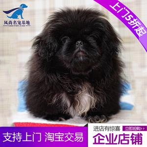 毛狮子狗