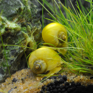 观赏螺 黄色神秘螺 黄金螺 金兔牙螺 生态清洁除藻工具活体黄金螺