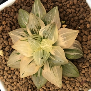 【3】【西瓜寿锦】背窗精品十二卷玉扇万象haworthia新品包邮一物