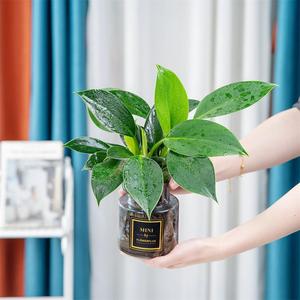 大叶绿公主金钻盆栽植物绿萝水培绿植万年青花卉多肉室内吸除甲醛