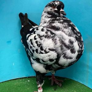 纯种精品美系大体大头进口尾翘90度圆环摩登娜鸽子种鸽青年活一对