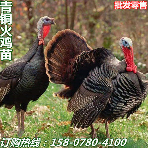 青铜火鸡 出壳苗 脱温苗 贝蒂娜 尼古拉  珍珠鸡 贵妃鸡 斗鸡乌鸡