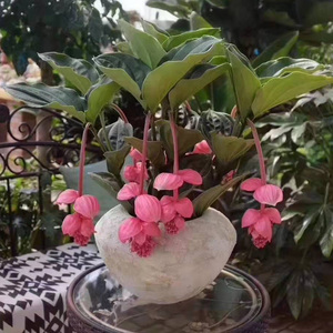 进口宝莲灯花盆栽 优雅高贵ins风室内观花植物花期长