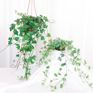 常春藤盆栽垂吊兰净化吸甲醛室内阳台爬藤长青藤蔓悬挂水培绿植物