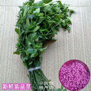 紫米草紫蓝草广西五色糯米饭植物染料天然红色染饭毛红兰草红蓝草