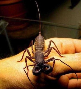 长期供应宠物 雷达蝎 好养 无毒 19元/只