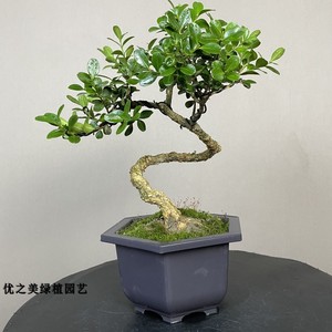 【黄杨文人树盆景】黄杨文人树盆景品牌,价格 - 阿里巴巴