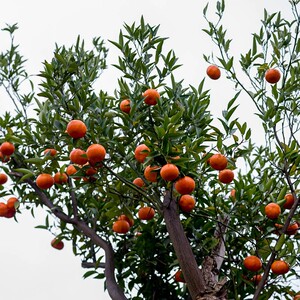 产地大红袍橘子手剥重庆桔子陈皮新鲜水果大果四川红桔239人付款15