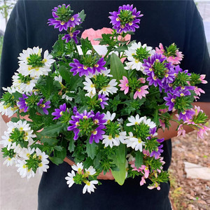 草海桐半扇花盆栽庭院阳台多年生耐热花卉花期久好养易爆盆包邮