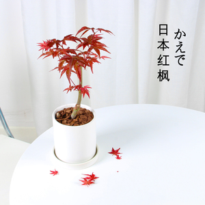 办公室桌面小盆栽日本红枫树室内客厅四季好养活绿植摆件迷你