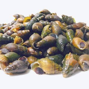 舌尖上的中国2美食 开化青蛳 清水螺蛳青螺清蛳田螺 大个包邮500g