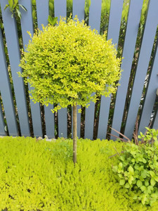 花境植物亮金女贞棒棒糖造型树亮金女贞球塔形庭院阳台植物常青