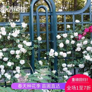 白色龙沙宝石月季