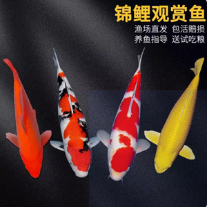 锦鲤活鱼观赏鱼红鲤鱼大鱼日本红白黄金草鱼苗金鱼冷水淡水景观鱼