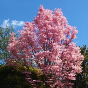 云端花事 火烈鸟香椿 粉色观叶乔灌木庭院花园植物盆栽易养护