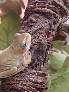 绿姥爷蓝姥爷树蛙活体老爷树蛙澳洲蓝眼树蛙发色旅行青蛙活体苗子