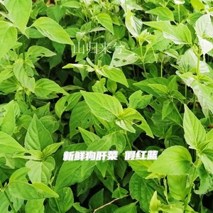 500g野生新鲜狗肝菜 猪肝菜 假红蓝 青蛇仔 六角英中草药另有干品