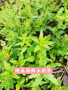 新鲜土荆芥天然臭草 红泽蓝 天仙草 钩虫虱子草 草药鸭脚草500g