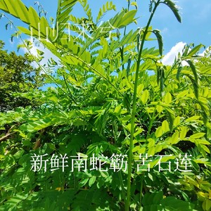 新鲜南蛇簕 现采野生苦石莲 老鸦枕头 猫爪簕 喙荚云实枝叶500克