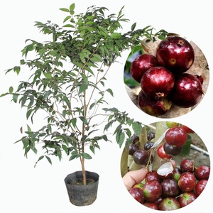 巨红钻大水晶大巨红嘉宝果4年种子果苗常绿植物南北庭院种植盆栽