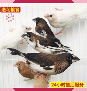 十姐妹宠物鸟