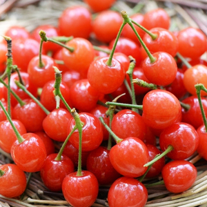 四川小樱桃水果新鲜攀枝花米易土樱桃国产水晶黄樱桃甜整箱2.5斤