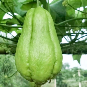 贵州佛手瓜