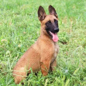 马犬幼犬纯种马犬活体爆红比利时马犬猎犬军犬警犬德牧幼犬宠物狗
