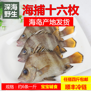 当码头小船海鲜 海捕十六枚 石哩鱼 500克 任搭4斤顺丰包邮