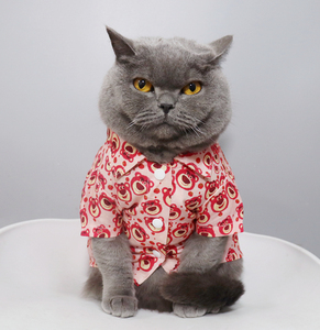 潮！宠物猫咪比熊小型小狗衣服猫咪衣服夏季薄款防掉毛草莓熊衬衣