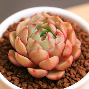 【新品上新】苯巴多肉植物室内阳台花卉绿植盆栽云南直发不含花盆