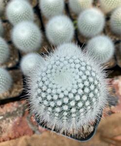 源花多肉 仙人球 白小町 实生室内防幅射软毛创意可爱小植物